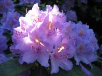 Rhododendronbl&uuml;te 6.6.2018